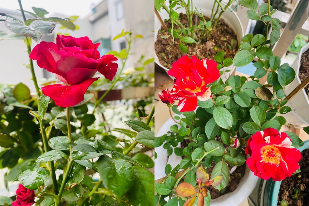 Nữ nhân viên văn phòng cơi nới ban công, làm vườn hồng hơn 30 giống - 4 Nữ nhân viên văn phòng cơi nới ban công, làm vườn hồng hơn 30 giống - 4