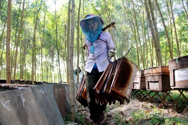 Kiếm hàng trăm triệu đồng mỗi năm nhờ nuôi ong theo kiểu du mục