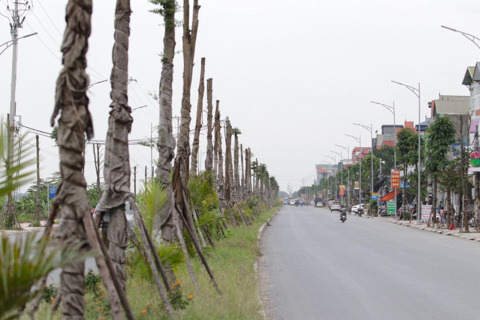 Vụ cây xanh “đột tử” ở Thanh Oai: Tức tốc nhổ bỏ, trồng thay thế cây mới - 1 Vụ cây xanh “đột tử” ở Thanh Oai: Tức tốc nhổ bỏ, trồng thay thế cây mới - 1