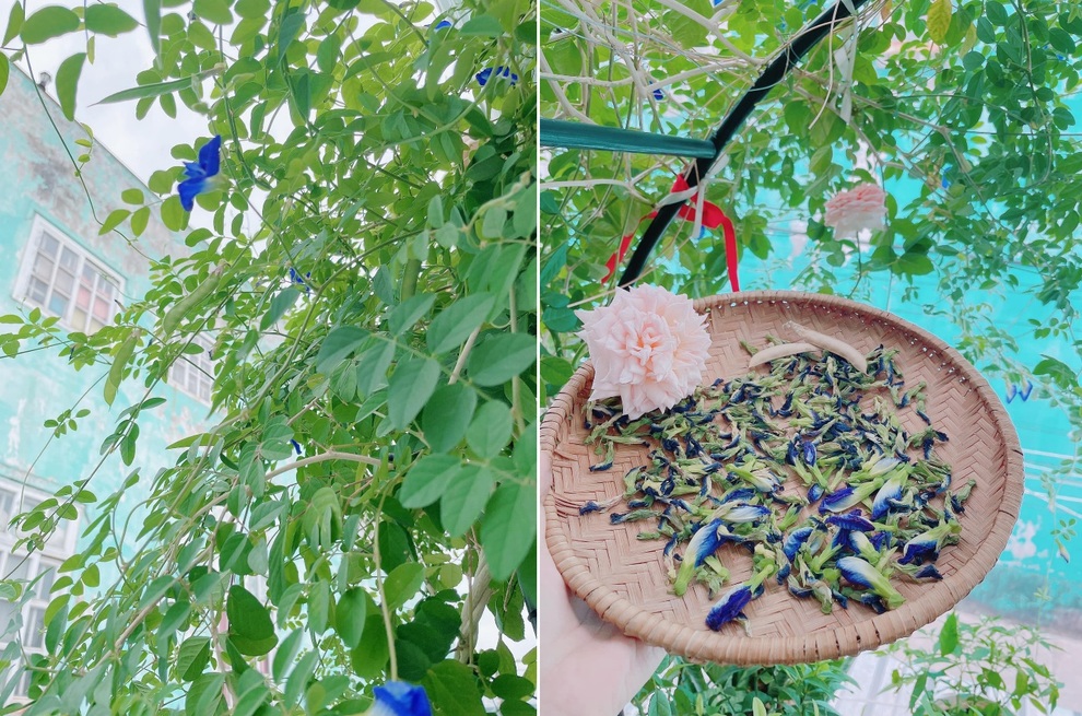 Cộng đồng mạng thích thú với đậu biếc 8 món hấp dẫn của mẹ đảm TPHCM - 1 Cộng đồng mạng thích thú với đậu biếc 8 món hấp dẫn của mẹ đảm TPHCM - 1