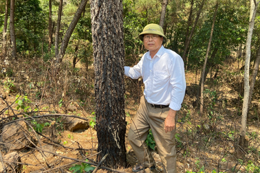 Rừng thông hơn 20 năm dân đổ công chăm sóc bất ngờ bị mang đấu giá