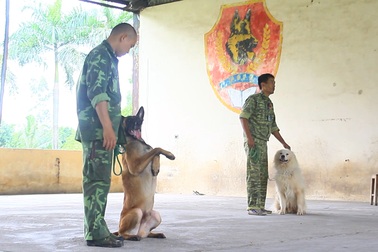 Nghề độc: Dạy ngoại ngữ cho chó thu về trăm triệu mỗi tháng