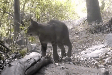 Linh miêu tử chiến rắn đuôi chuông và cái kết không mấy bất ngờ