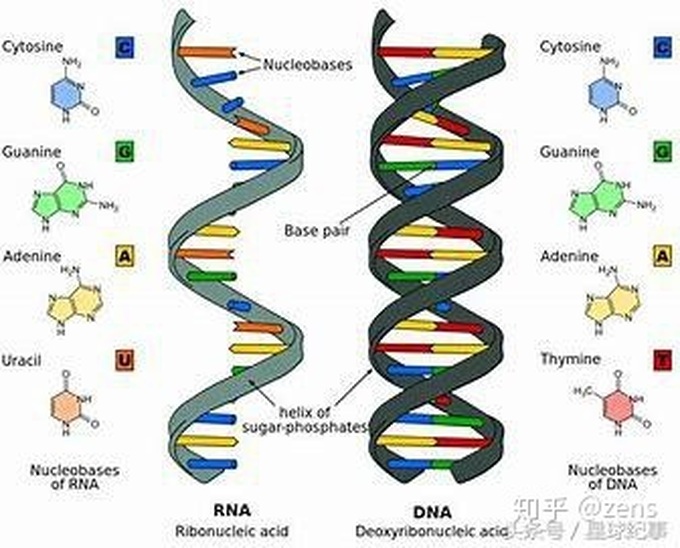 Con người có thể đạt được cuộc sống vĩnh hằng không? - Ảnh 5. Con người có thể đạt được cuộc sống vĩnh hằng không? - Ảnh 5.