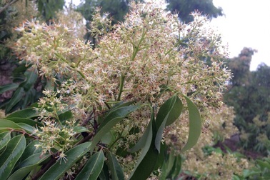 Vải thiều muộn Lục Ngạn: Chỉ 35% diện tích ra hoa, người trồng vải khóc ròng