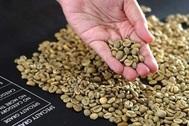 Giá cà phê hướng tới mốc 98.000 đồng/kg