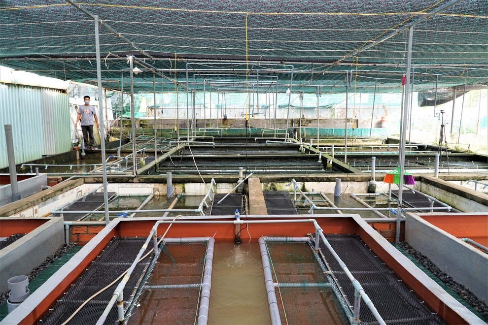 Nuôi lươn không bùn, anh nông dân miền Tây đút túinửa tỷ đồng mỗi năm - 1 Nuôi lươn không bùn, anh nông dân miền Tây đút túinửa tỷ đồng mỗi năm - 1