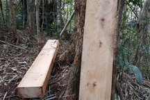 3 đối tượng tham gia phá rừng pơmu ra đầu thú