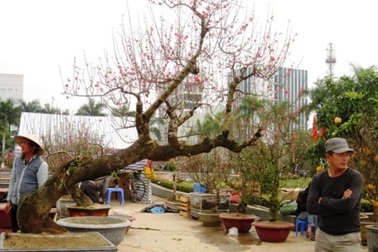 Những gốc đào đẹp ở chợ hoa xuân