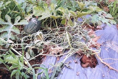 Điếng người nhìn 5 sào dưa hấu sắp đến kỳ thu hoạch bị phá tan tành