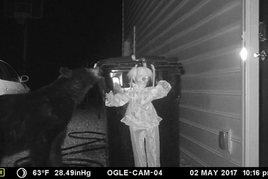 “Búp bê ma” giúp xua đuổi gấu bới thùng rác ở Mỹ