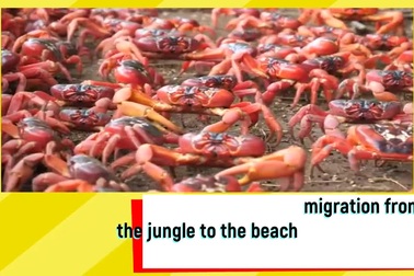 "Ngạt thở" trước cảnh 50 triệu con cua bò kín đường, "nhuộm đỏ" hòn đảo