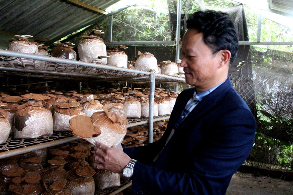 Gặp vua nấm, từng mang hàng đi khắp chợ chẳng ai thèm mua - 4 Gặp vua nấm, từng mang hàng đi khắp chợ chẳng ai thèm mua - 4