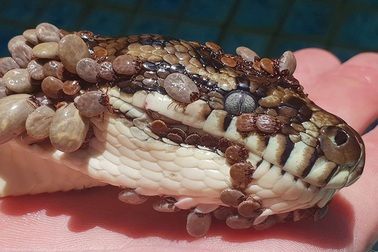 Rùng mình cảnh trăn thảm bị hàng trăm con… ve hút máu bu kín