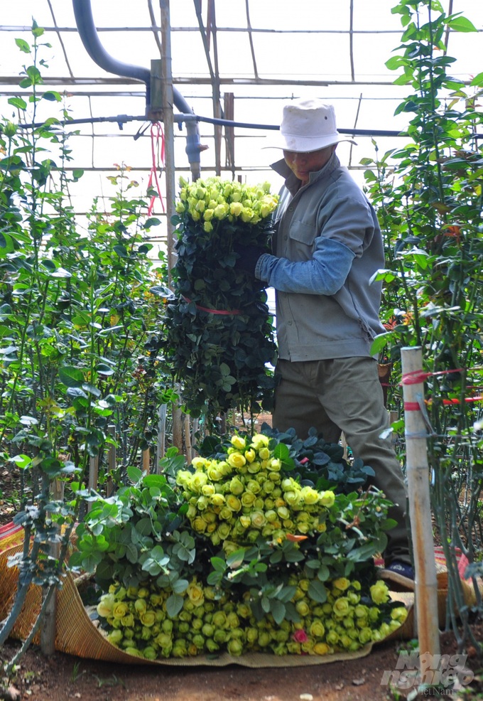 Hoa hồng Đà Lạt tiêu thụ mạnh, giá cao dịp Quốc tế Phụ nữ - Ảnh 7. Hoa hồng Đà Lạt tiêu thụ mạnh, giá cao dịp Quốc tế Phụ nữ - Ảnh 7.