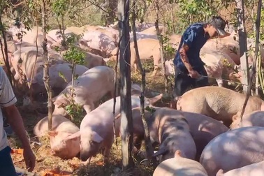 Cảnh người dân giúp tài xế bắt lại heo sau bị tai nạn