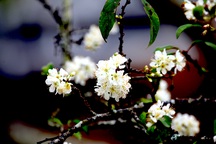 Ngắm thiên đường hoa mận nở nơi Mường Lống những ngày cuối năm