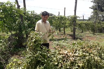 Vụ chanh dây không quả: Công ty hứa hoàn trả lại tiền cho nông dân