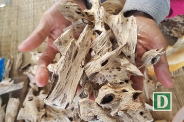 Kỳ lạ nghề moi ruột cây tìm “vàng” ở xứ trầm hương