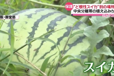 Cây dưa hấu ra quả giữa tuyến phố đông người được cảnh sát Nhật giải cứu