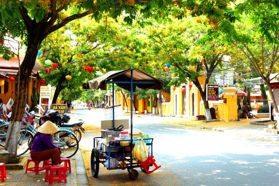 Hoa sưa nở vàng rực phố cổ giữa mùa dịch Covid-19 - 2 Hoa sưa nở vàng rực phố cổ giữa mùa dịch Covid-19 - 2