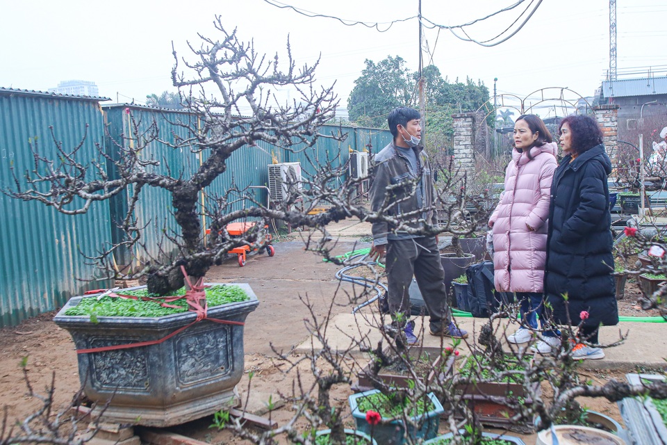 Đào tiến vua... nằm điều hòa chờ Tết - 12 Đào tiến vua... nằm điều hòa chờ Tết - 12