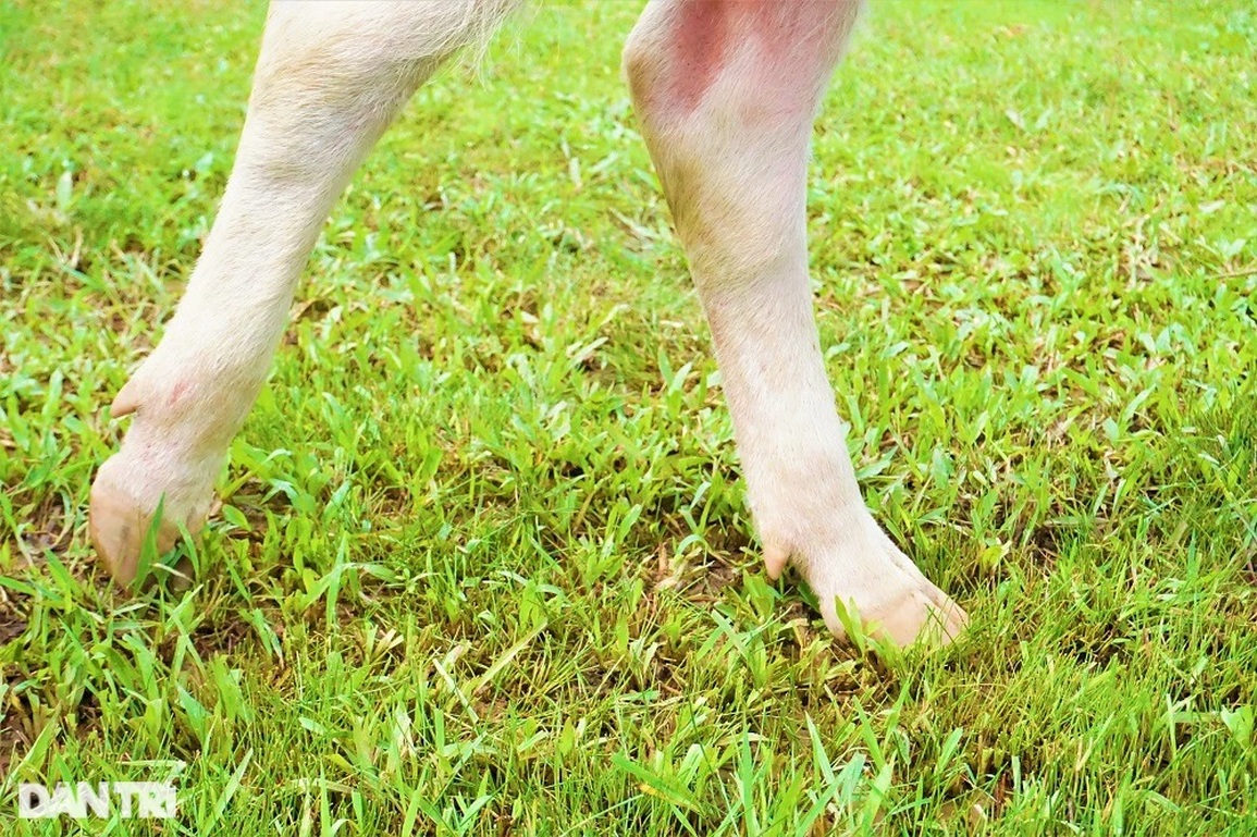 Lạ mắt với đàn trâu trắng muốt, mang lại cơ nghiệp sung túc cho chủ nuôi - 8 Lạ mắt với đàn trâu trắng muốt, mang lại cơ nghiệp sung túc cho chủ nuôi - 8