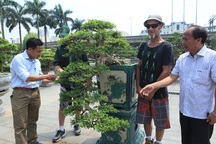 Siêu phẩm nguyệt quế cổ thụ dáng thác đổ đẹp nhất Việt Nam có giá tiền tỷ