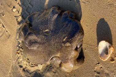 Phát hiện “long diên hương” đắt hơn vàng siêu hiếm ở Úc?