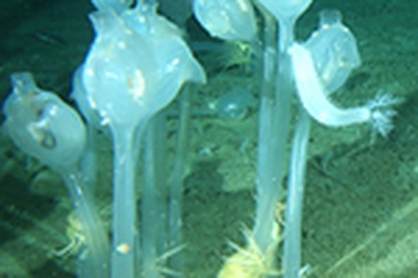 Những sinh vật bí ẩn dưới đáy biển Nam Cực