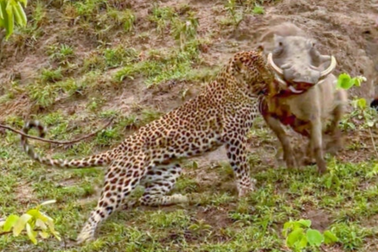 Rình săn lợn bướu, báo hoa mai bị kéo ngược về tổ