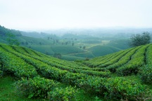 Vai trò của chương trình chỉ dẫn du lịch dành cho Việt kiều và du khách nước ngoài