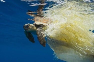 1000 con rùa biển chết mỗi năm do rác nhựa đại dương