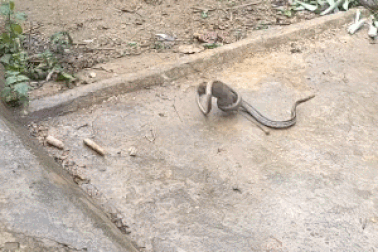 Bi hài khoảnh khắc loài rắn chuyên săn chuột lại bị… chuột truy đuổi