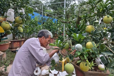 Lão nông kiếm 2 tỷ đồng từ một sào vườn trồng ngũ quả bon sai?