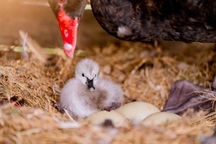 Trẻ em thành phố Vinh nô nức đến Eco Central Park ngắm thiên nga mới sinh