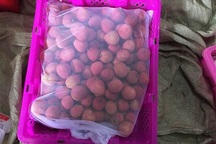 Đến quả vải Việt cũng bị Trung Quốc chèn ép