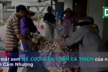 Đã mắt xem mẻ lưới gần 1 tấn cá của ngư dân Hà Tĩnh