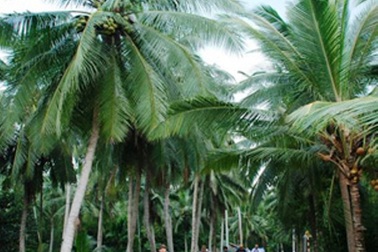 TPHCM sẽ trồng dừa làm cây xanh ven kênh rạch, đường phố mới?