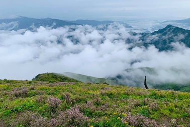 Săn mây, ngắm hoa chi pâu nở tại “thiên đường nơi hạ giới” Tà Chì Nhù
