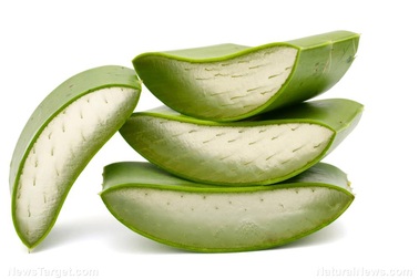 Nha đam làm giảm đáng kể các tác dụng phụ của xạ trị