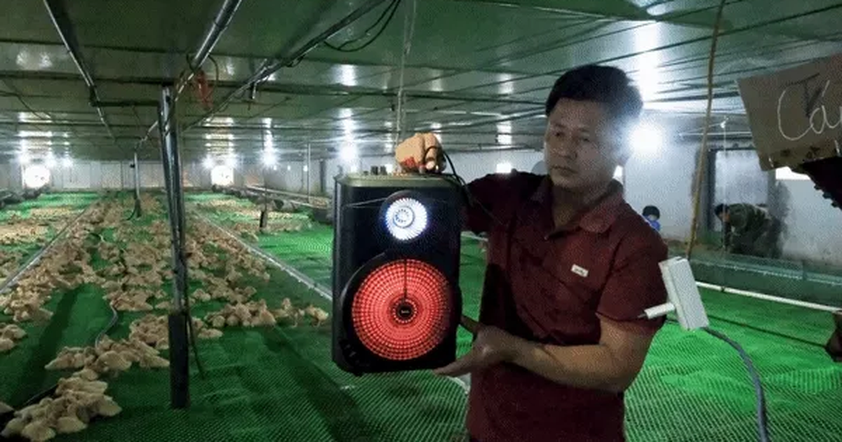View - Nuôi vịt "hoàng gia" thích nghe nhạc sàn, nông dân Bắc Giang kiếm tiền tỷ | Báo Dân trí