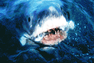 Đấm tới tấp vào đầu cá mập "khủng" để cứu vợ