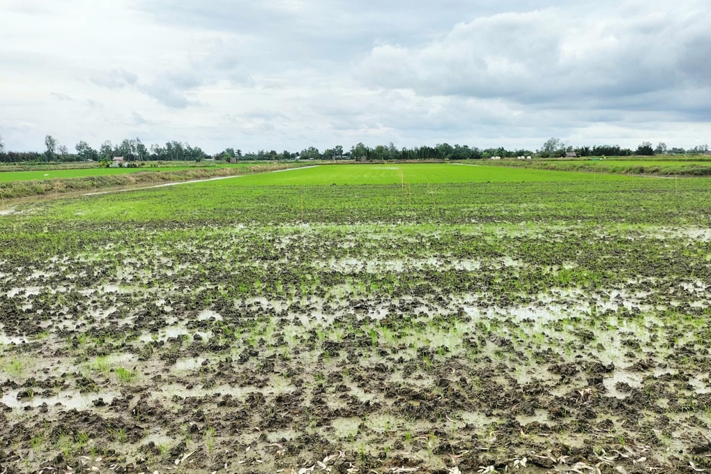 Những con số thiệt hại chục nghìn tỷ với bài toán sinh kế cho nông dân - 2