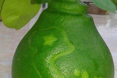 1,3 triệu đồng/trái bưởi bản đồ Việt Nam trưng Tết