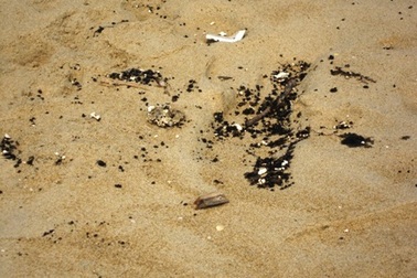 Dầu vón cục lại tràn vào bờ biển