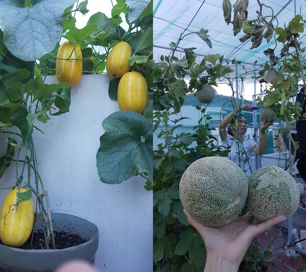 Nhóm bạn rủ nhau làm vườn sân thượng nhiều giống lạ, thu hoạch mỏi tay - 7