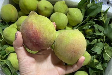 Dân buôn tiết lộ sự thật về đào mỏ quạ đang bán tràn chợ