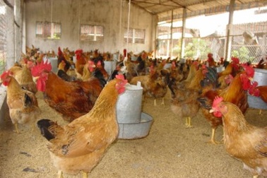 Gỡ "nút thắt" cho ngành chăn nuôi Việt