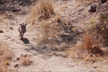 Báo hoa mai ẩn nấp tóm gọn lợn rừng